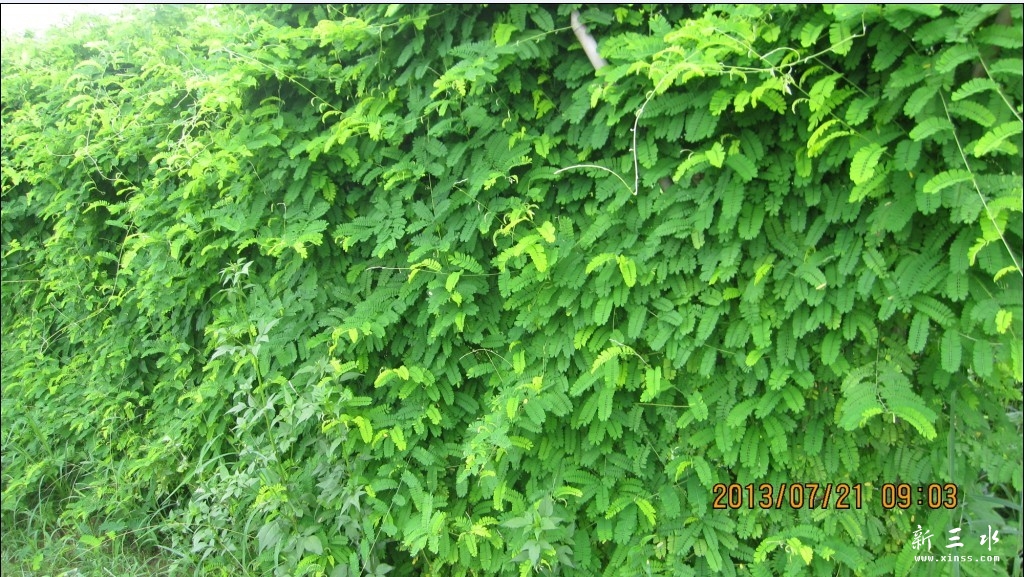 新鲜鸡骨草1