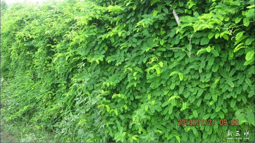 鸡骨草2.jpg