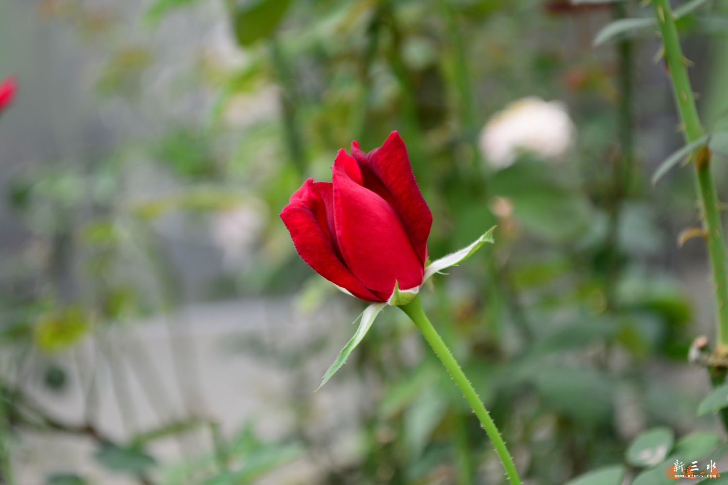 DSC_0015.jpg