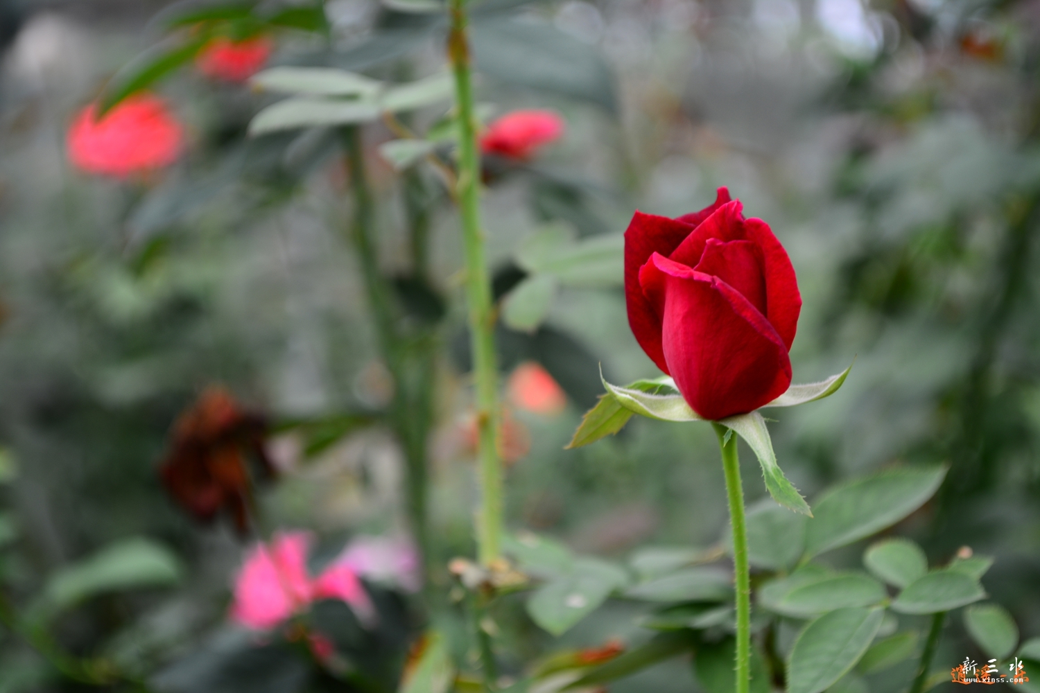 DSC_0018.jpg