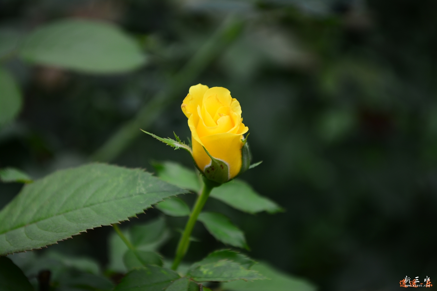 DSC_0010.jpg