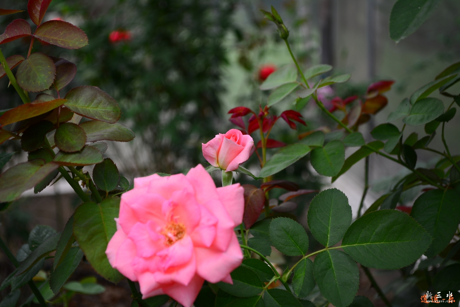 DSC_0022.jpg