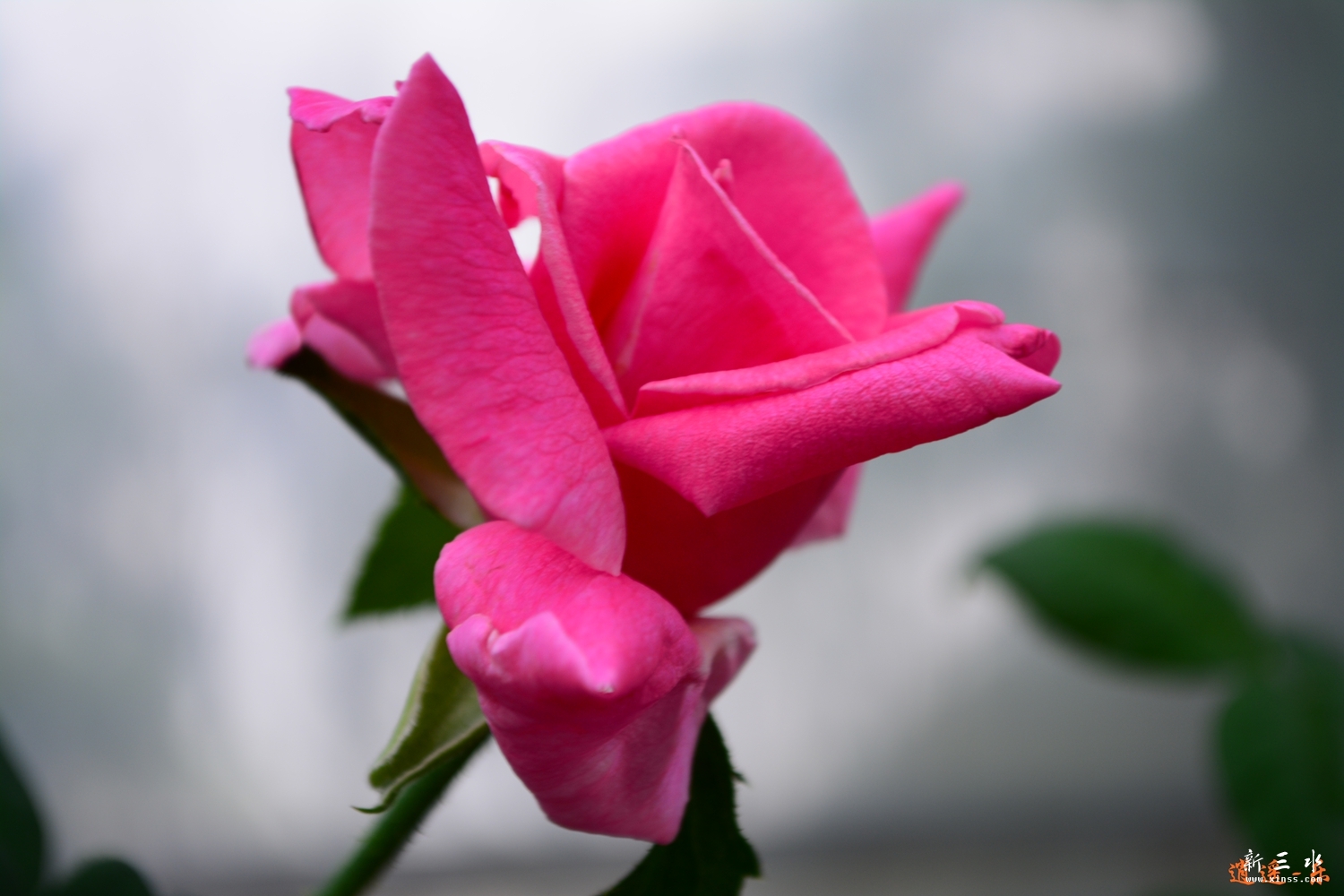 DSC_0040.jpg