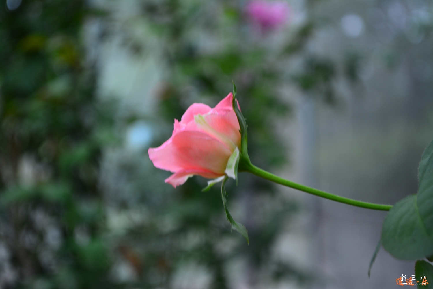 DSC_0042.jpg