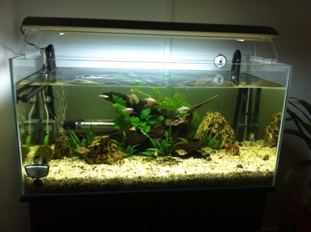 求购二手鱼缸 - 宠物情缘 - 新三水网站-新三水人才网-新三水房产网