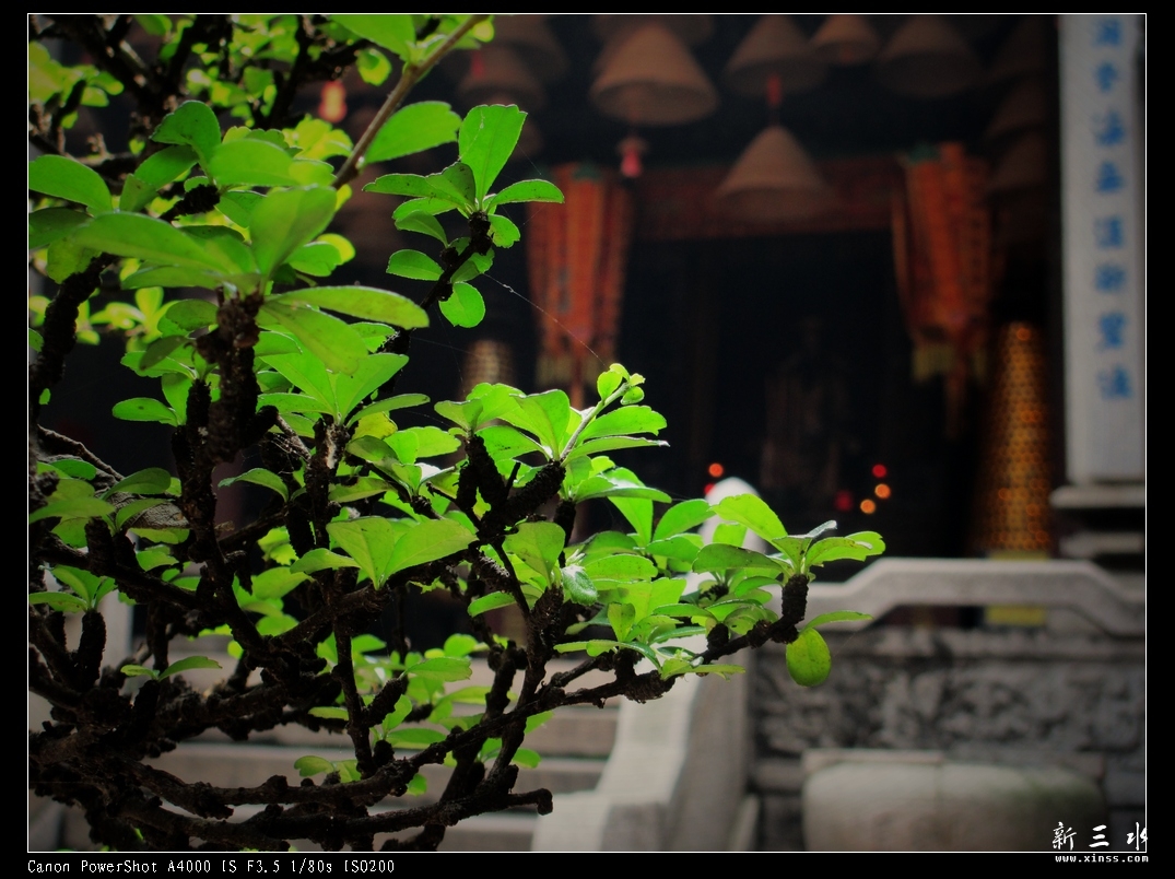 IMG_0084-1.jpg