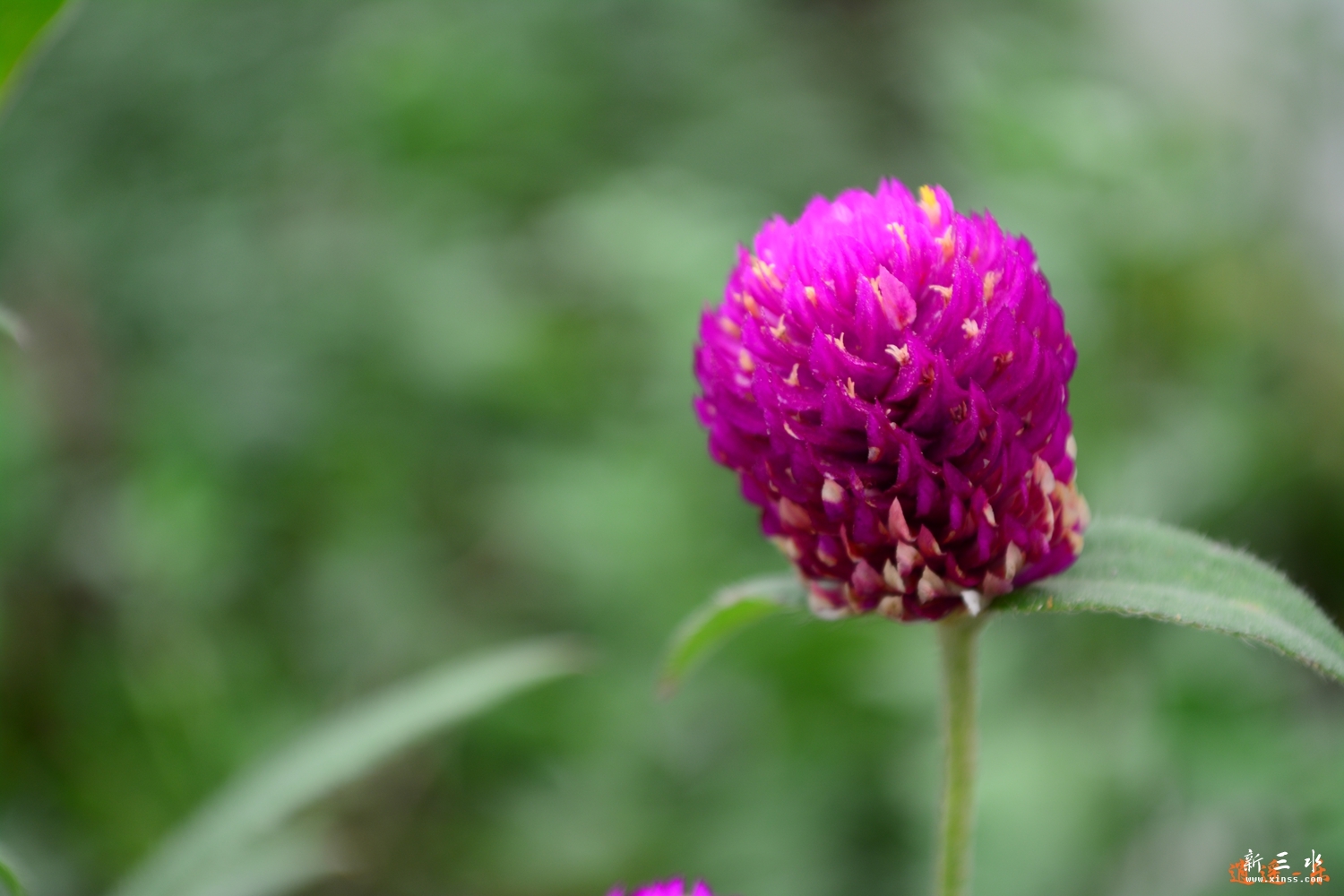 DSC_0050.jpg