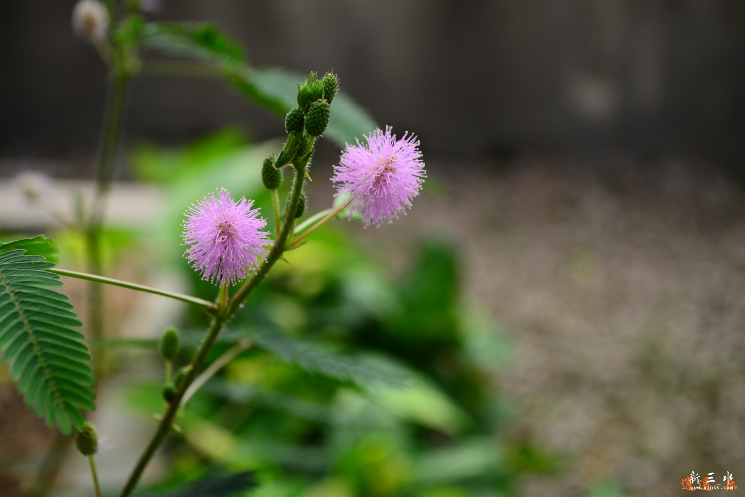 DSC_0054.jpg