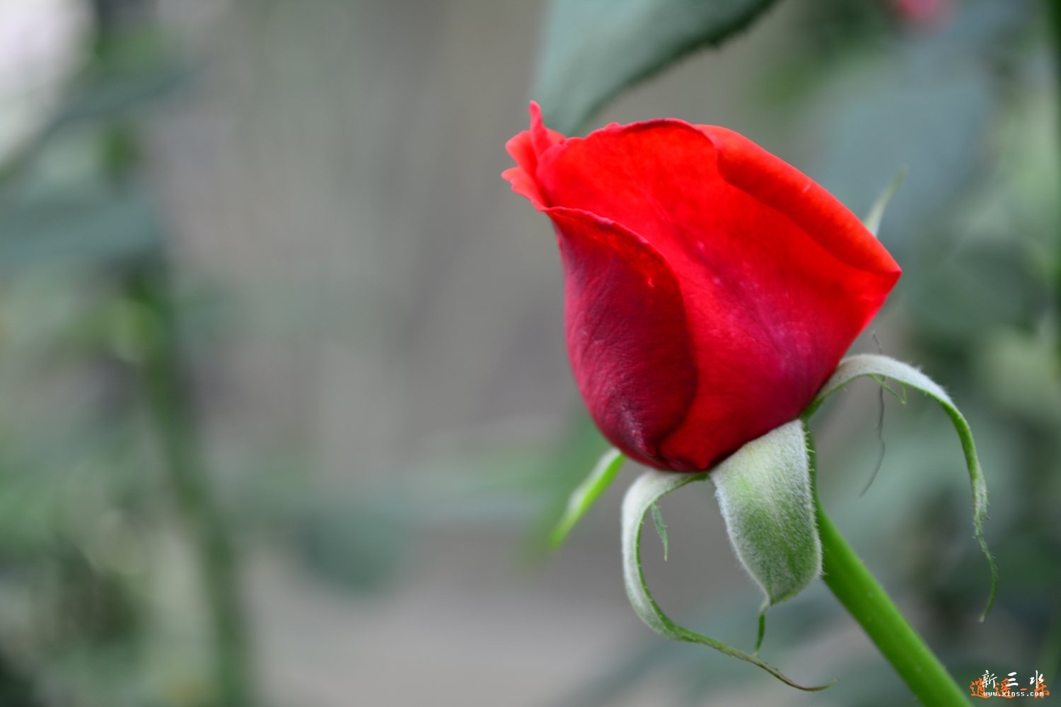 DSC_0061.jpg