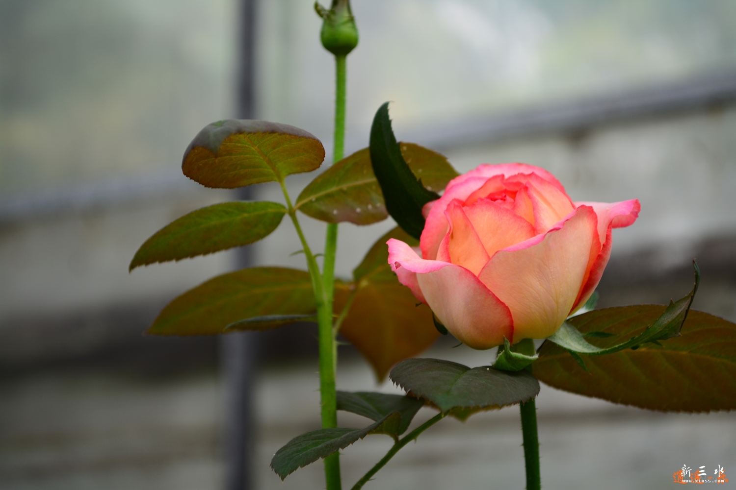 DSC_0067.jpg