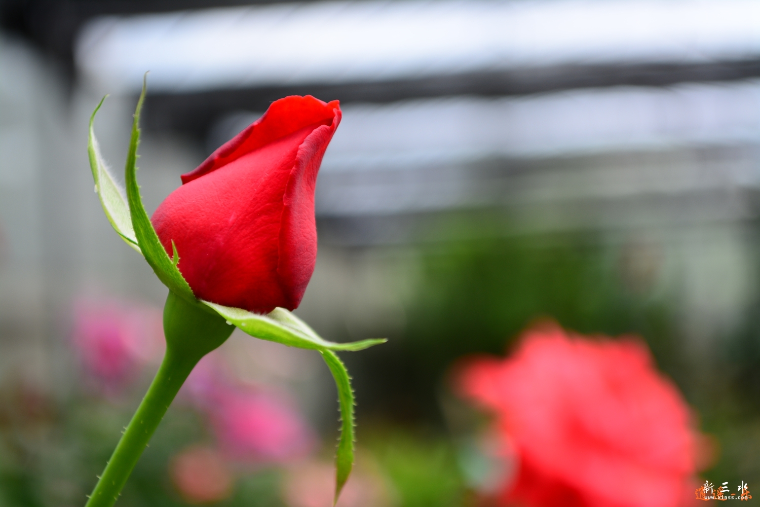 DSC_0063.jpg