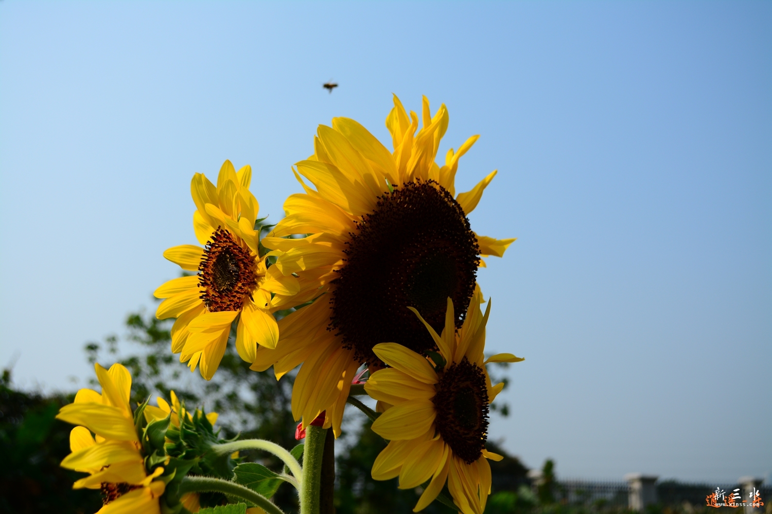 DSC_0022.jpg