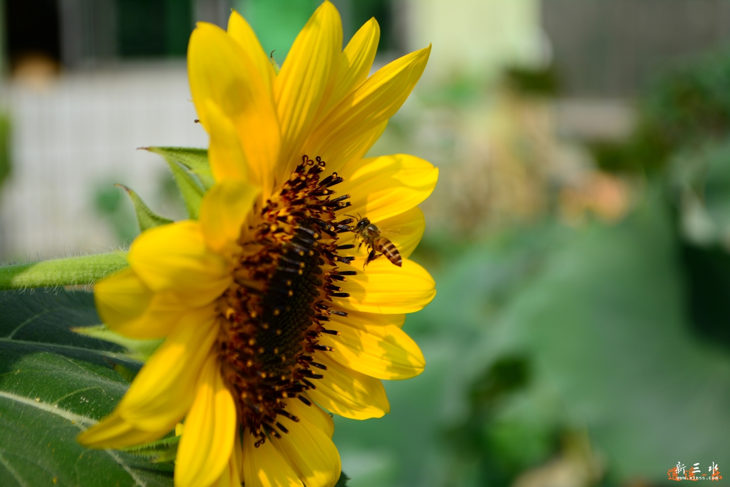 DSC_0035.jpg