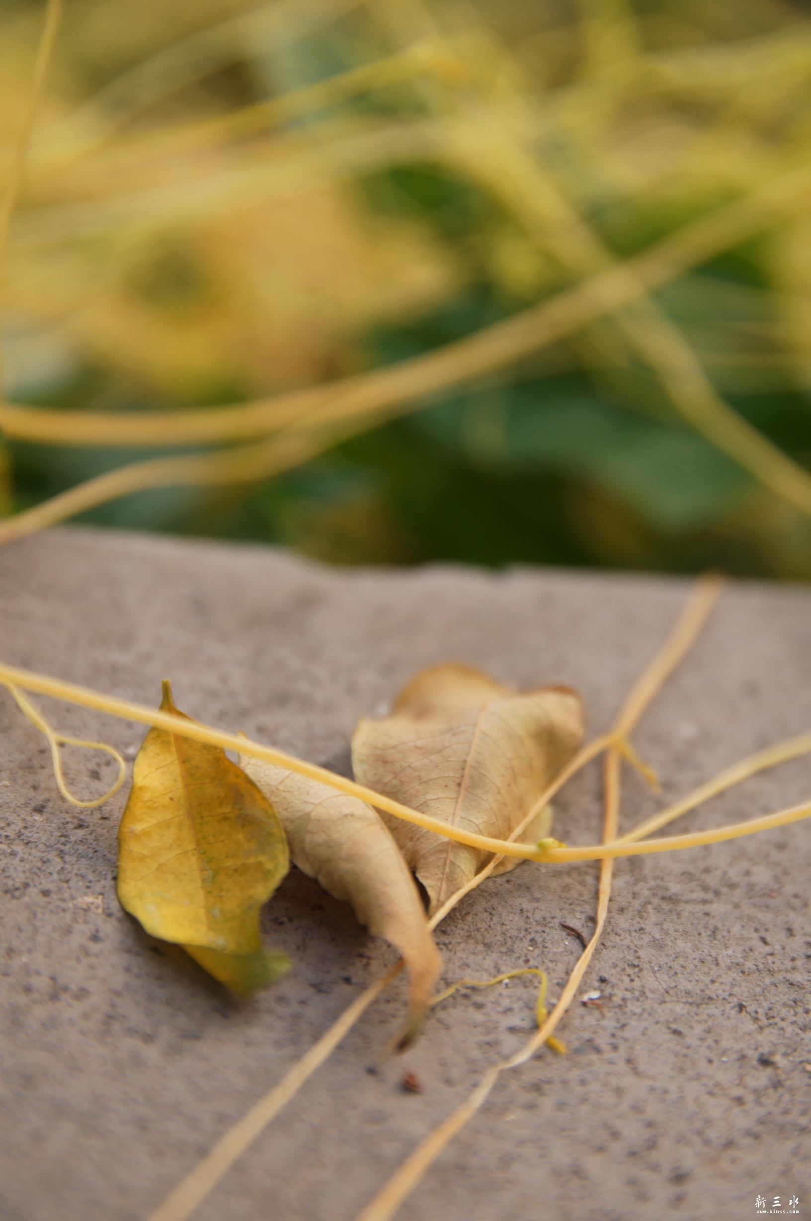 DSC03175.JPG