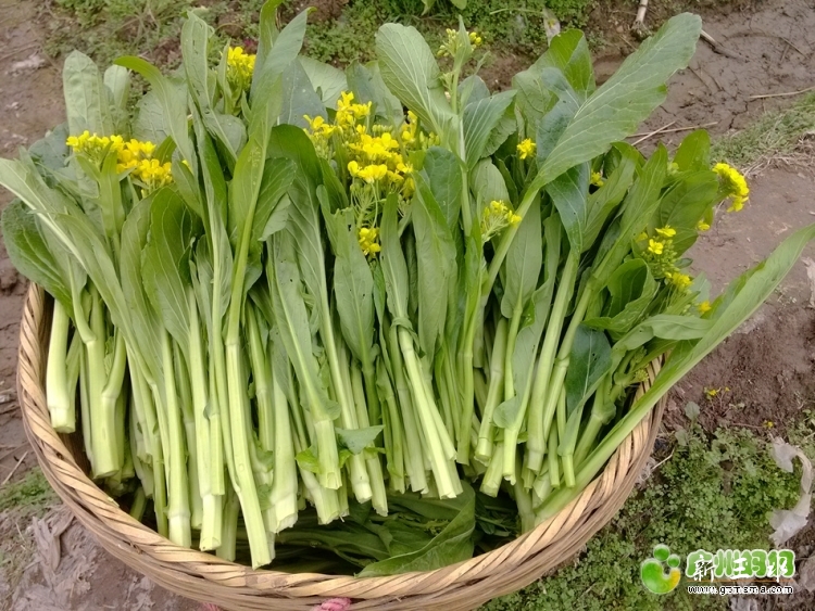驰名“连州白菜心”