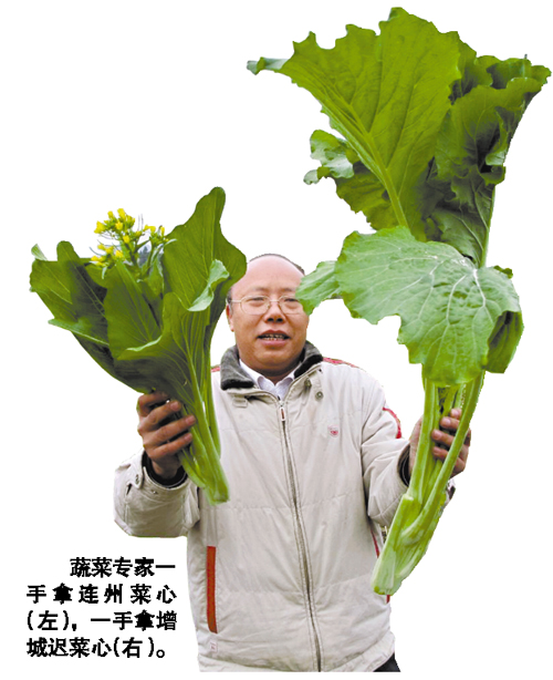 不同产地菜心比较