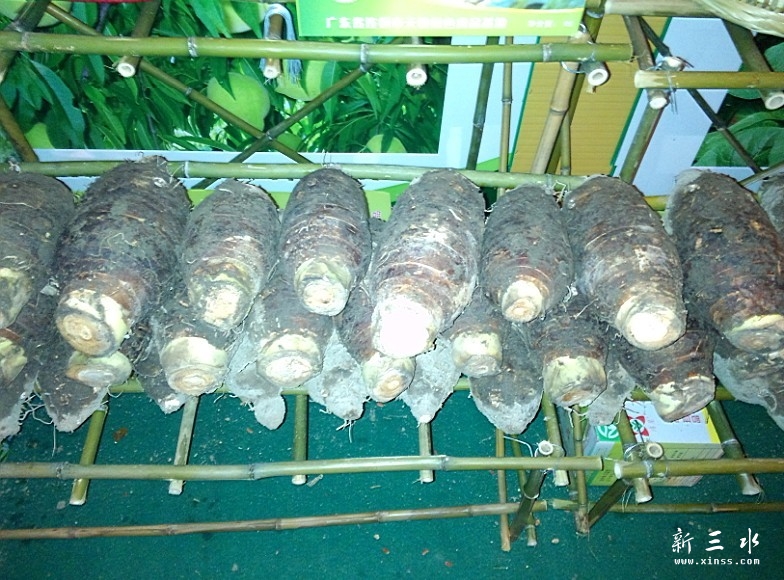 连州产香芋