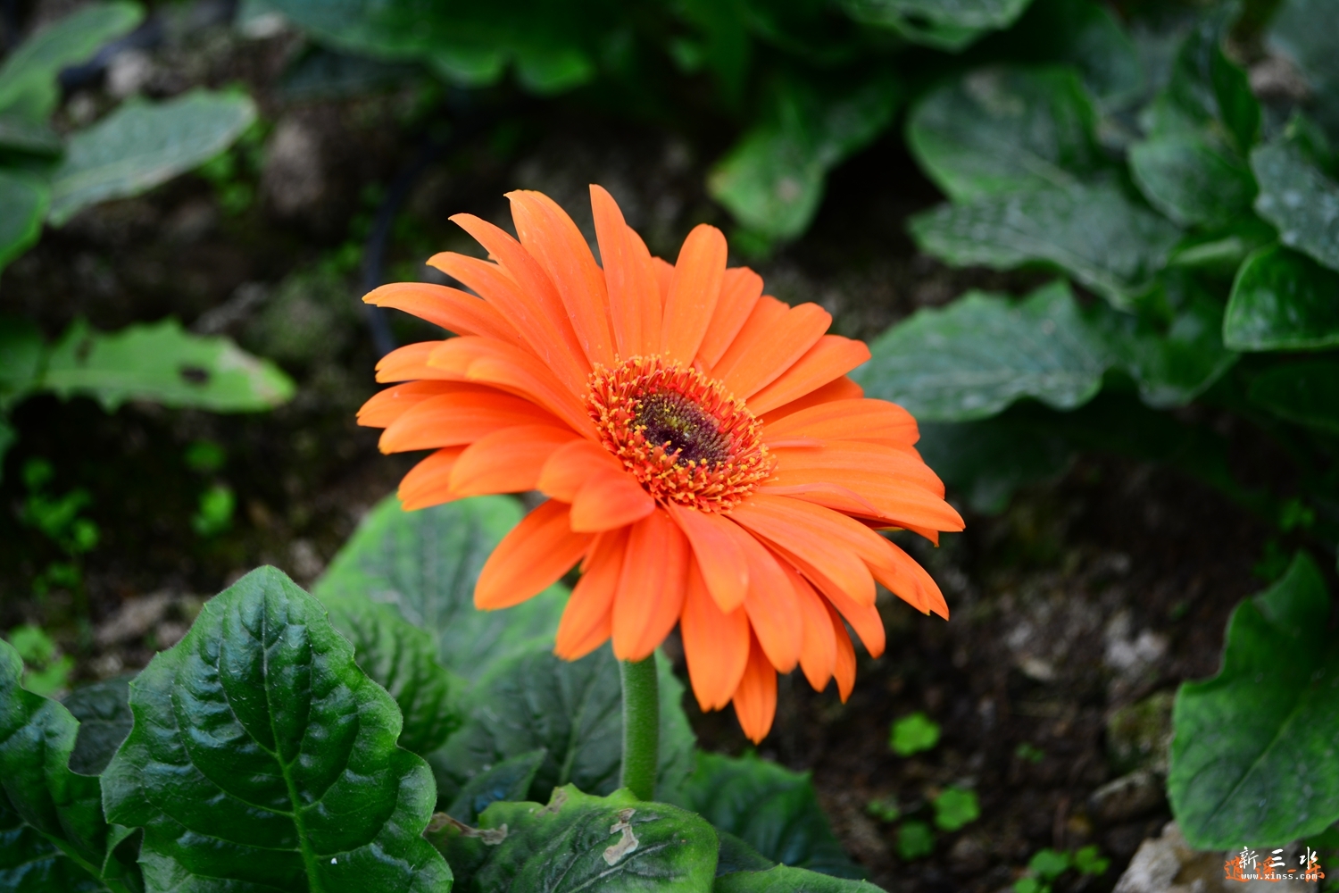 DSC_0046.jpg