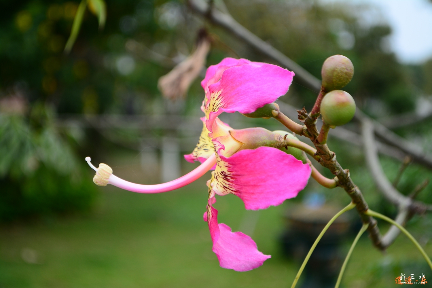 DSC_0115.jpg