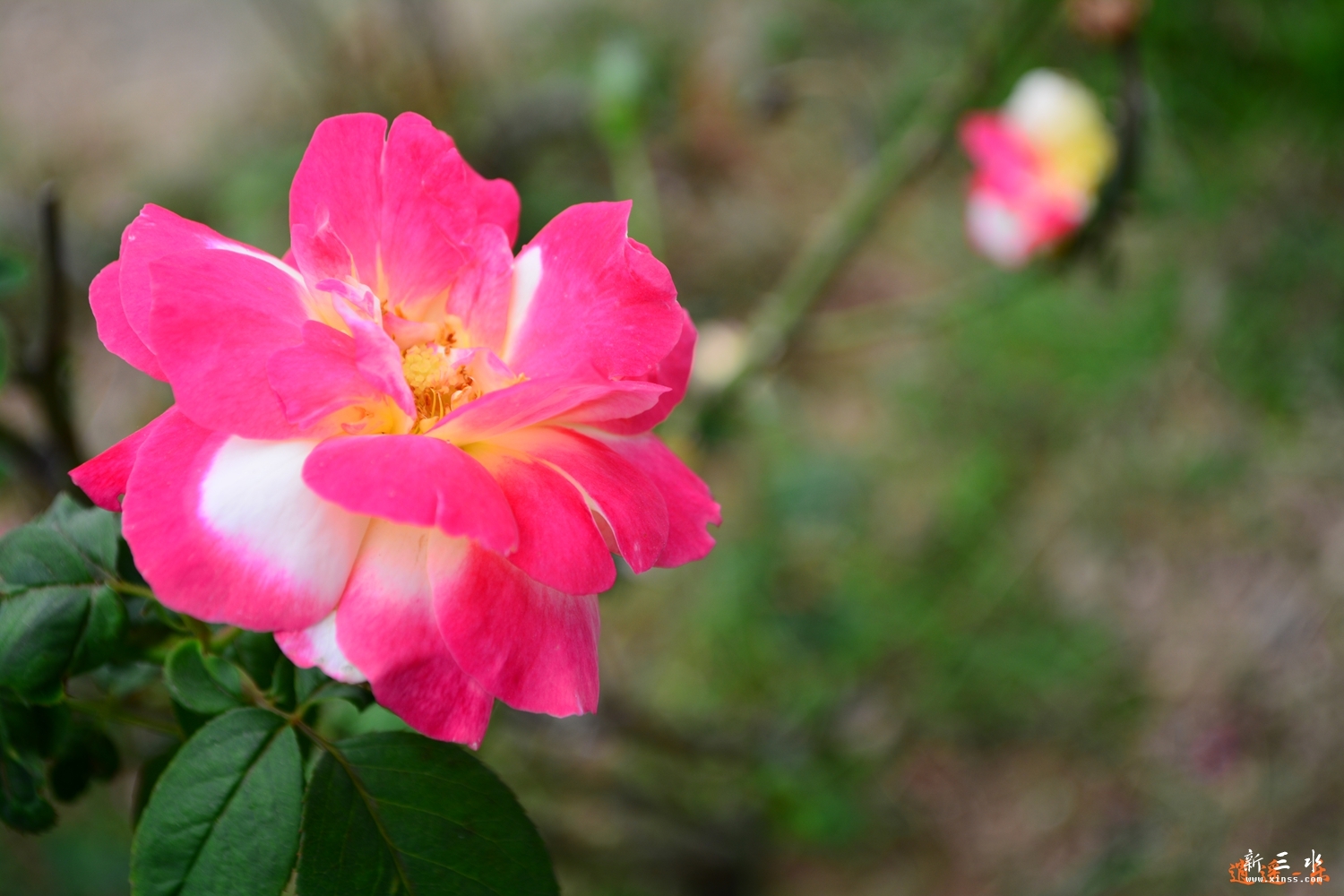 DSC_0107.jpg