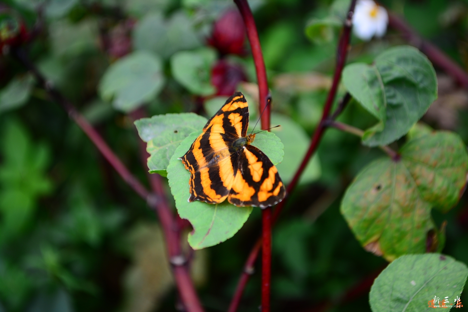 DSC_0108.jpg
