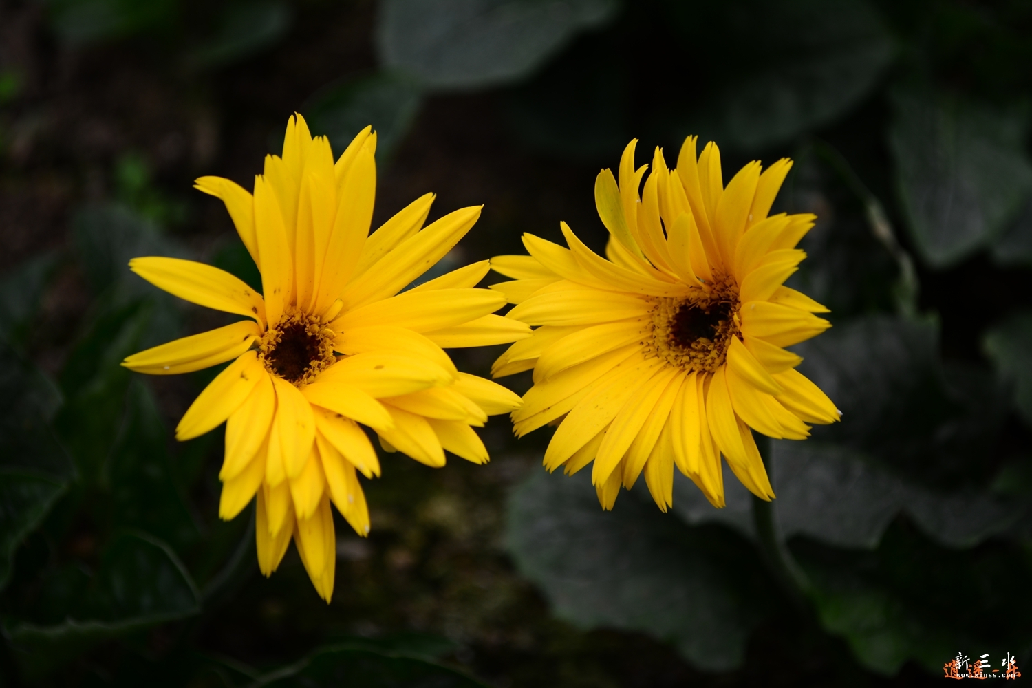 DSC_0149.jpg