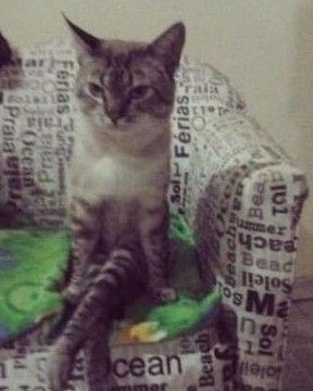猫座.jpg