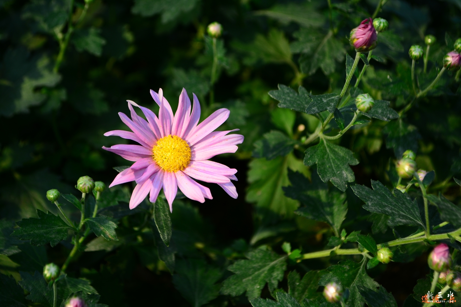 DSC_0011.jpg
