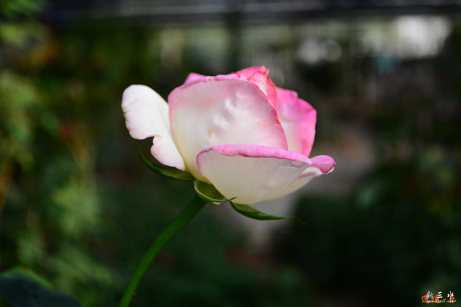 DSC_0017.jpg