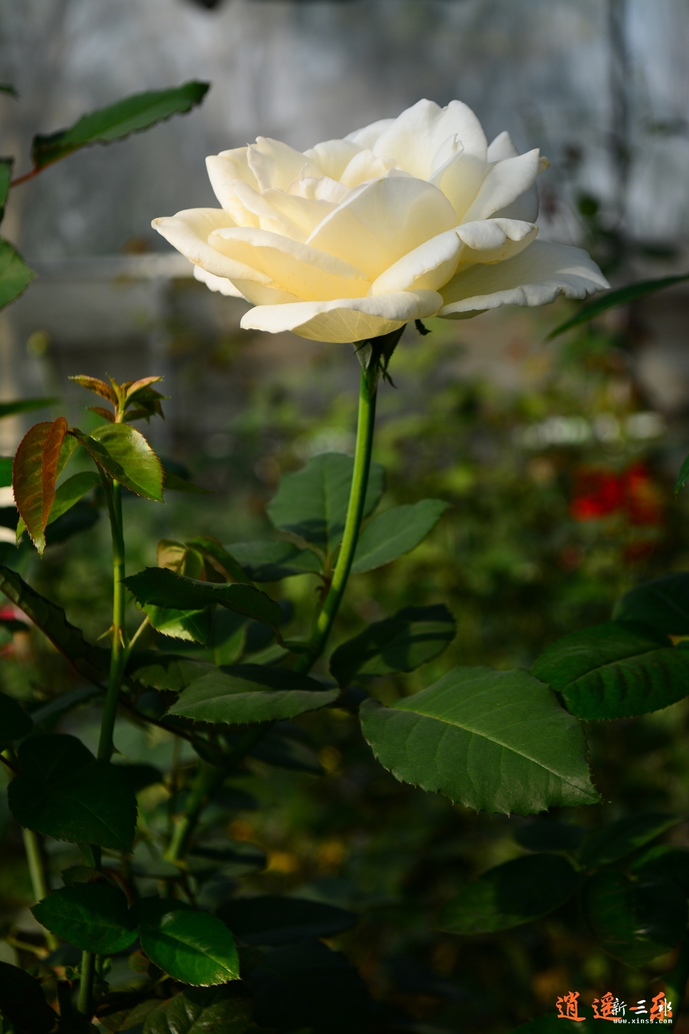 DSC_0022.jpg