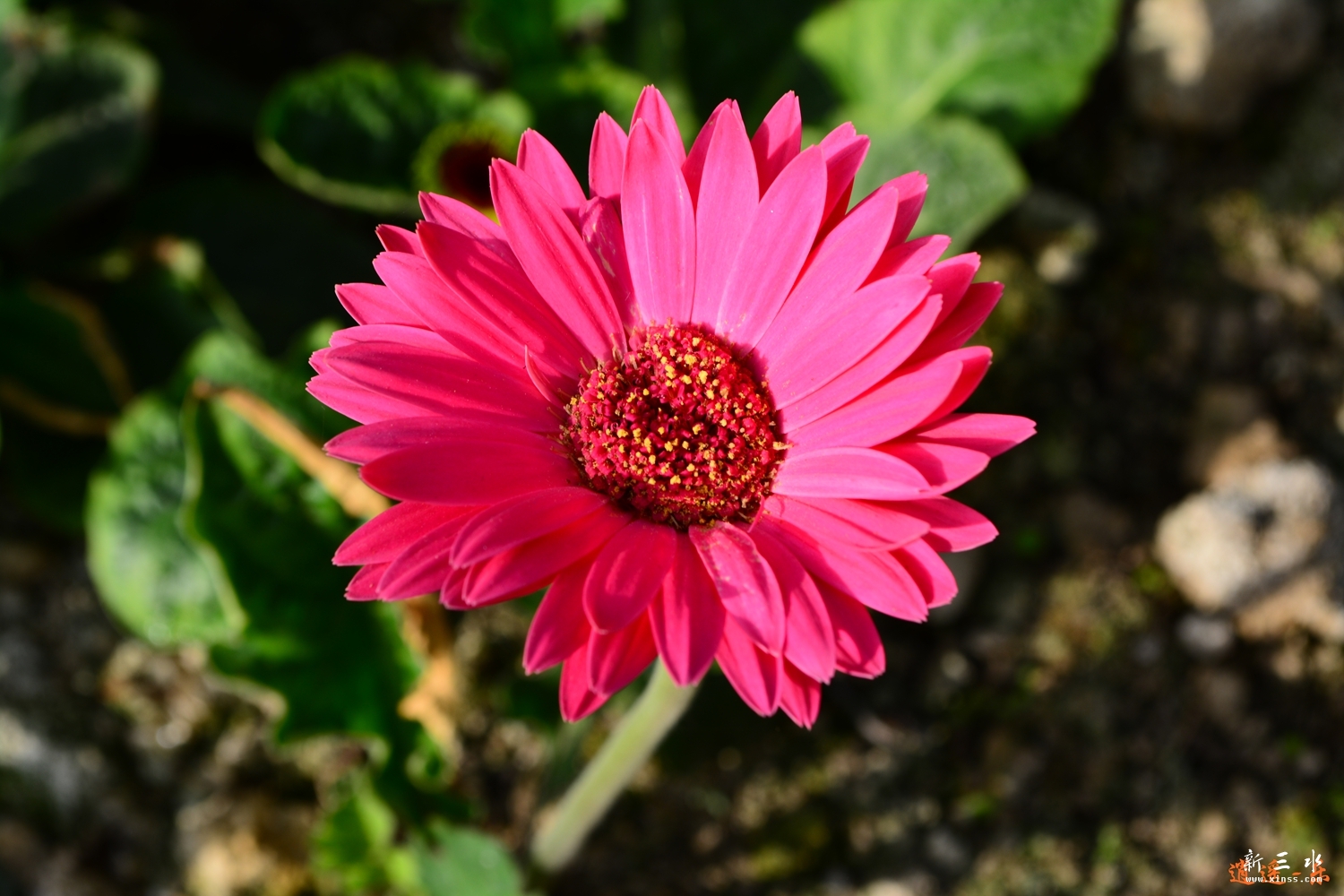 DSC_0024.jpg