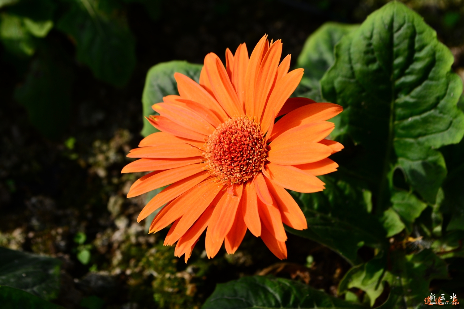 DSC_0025.jpg