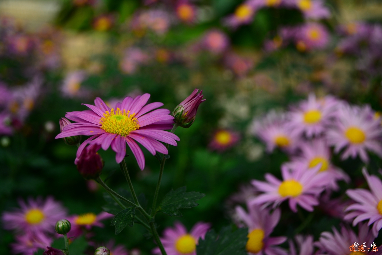 DSC_0007.jpg