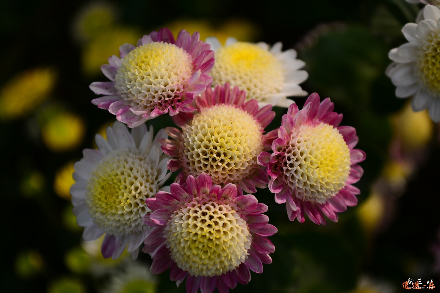 DSC_0184.jpg