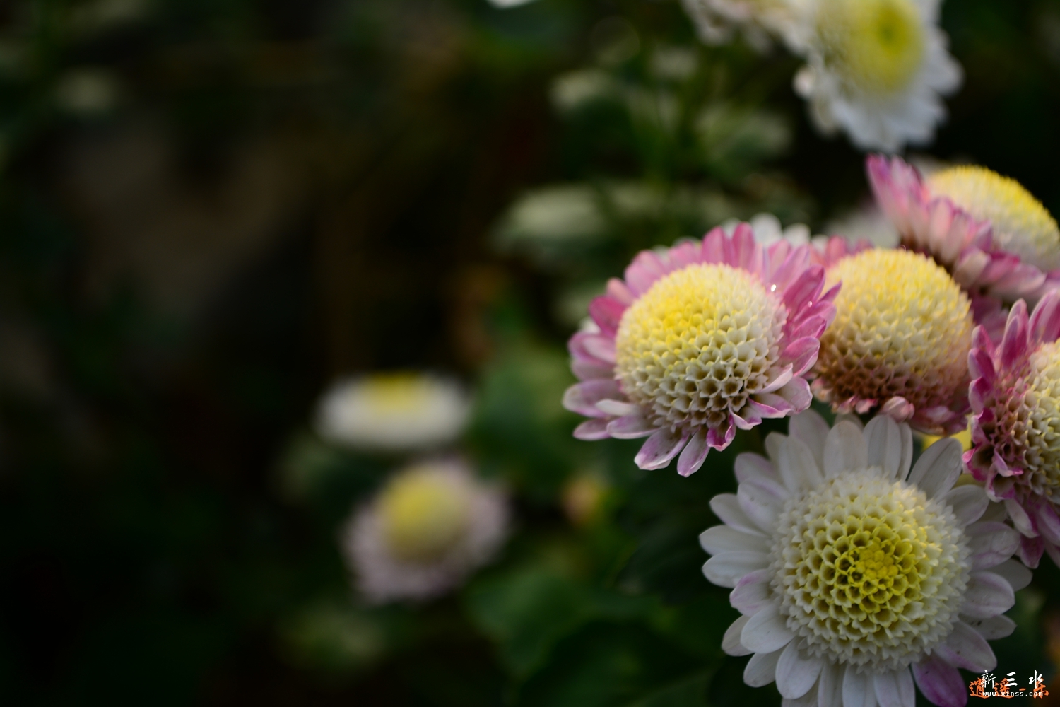 DSC_0193.jpg