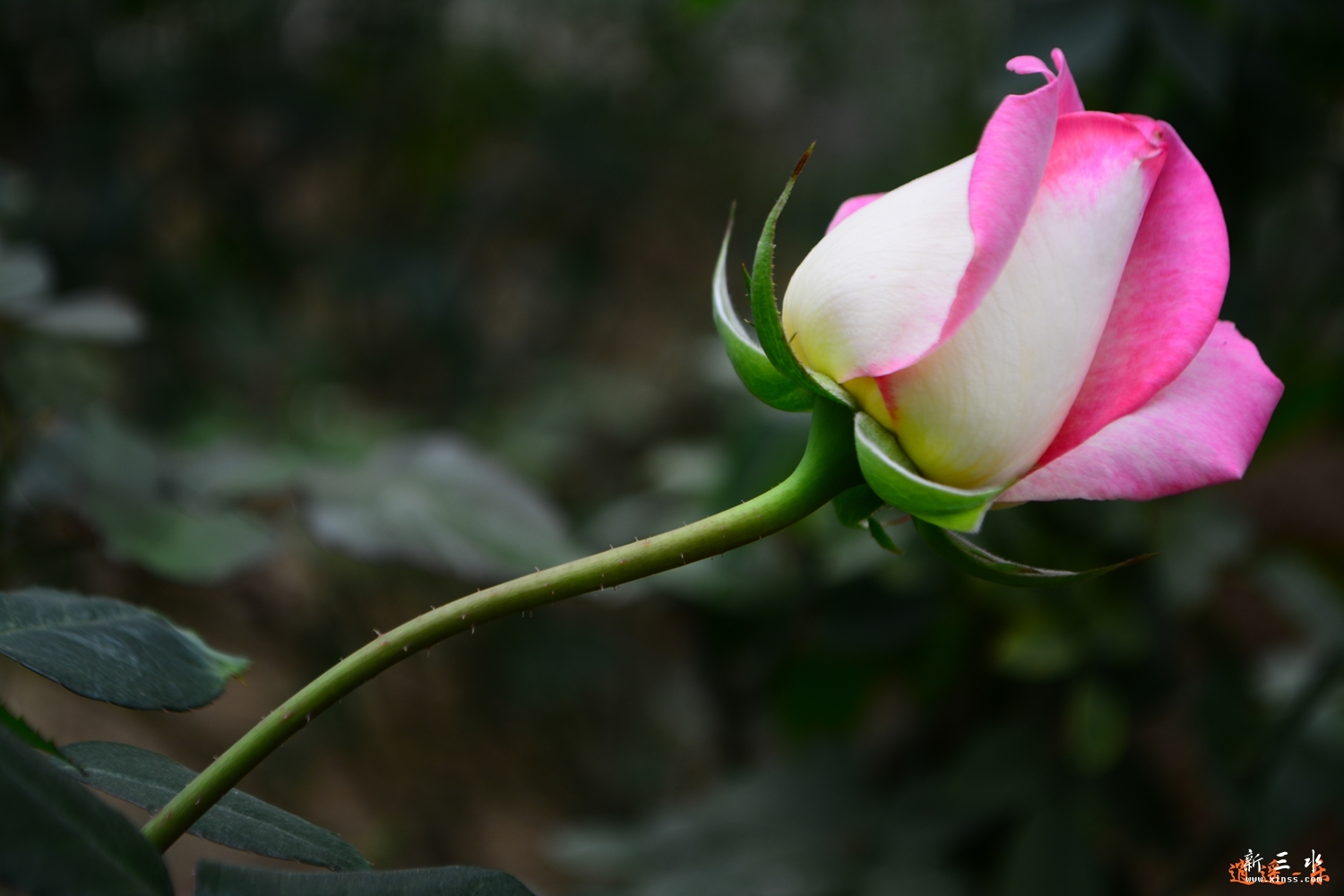 DSC_0072.jpg