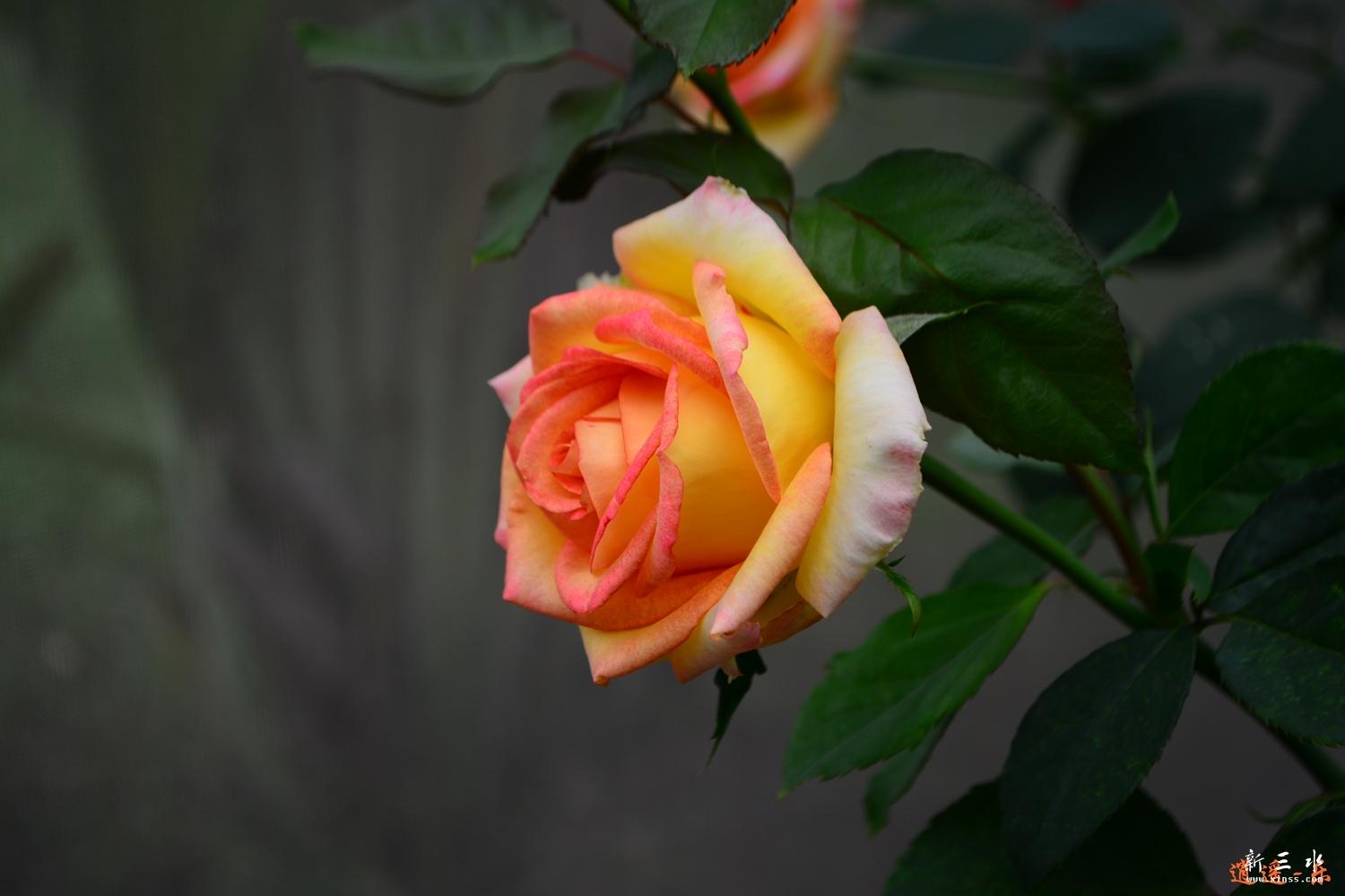 DSC_0076.jpg