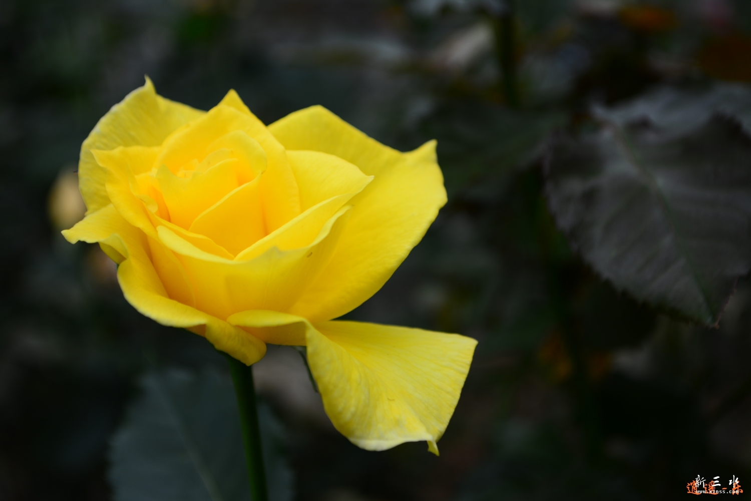 DSC_0079.jpg