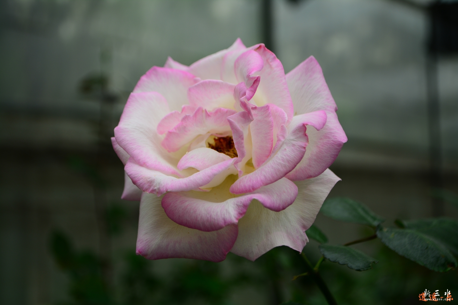 DSC_0063.jpg
