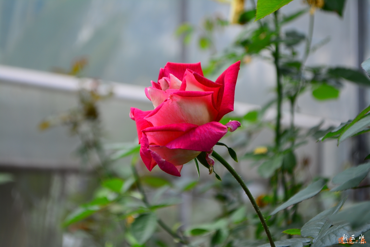 DSC_0087.jpg