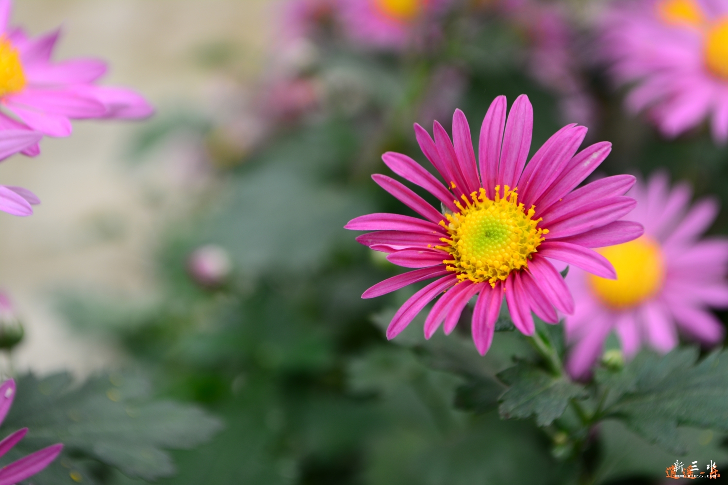 DSC_0011.jpg