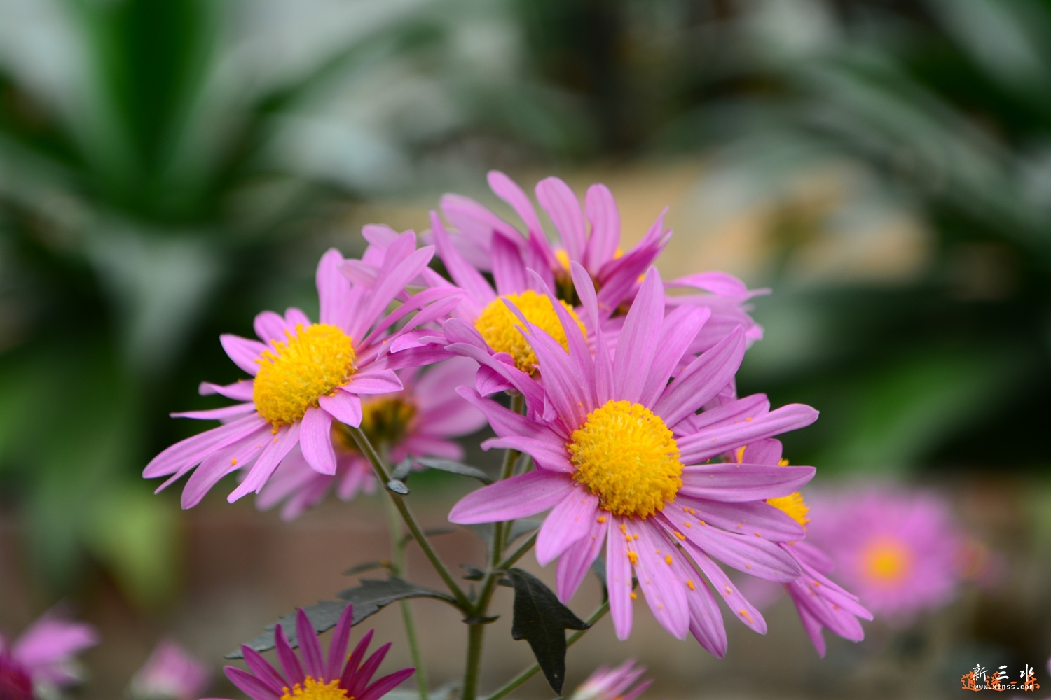 DSC_0013.jpg