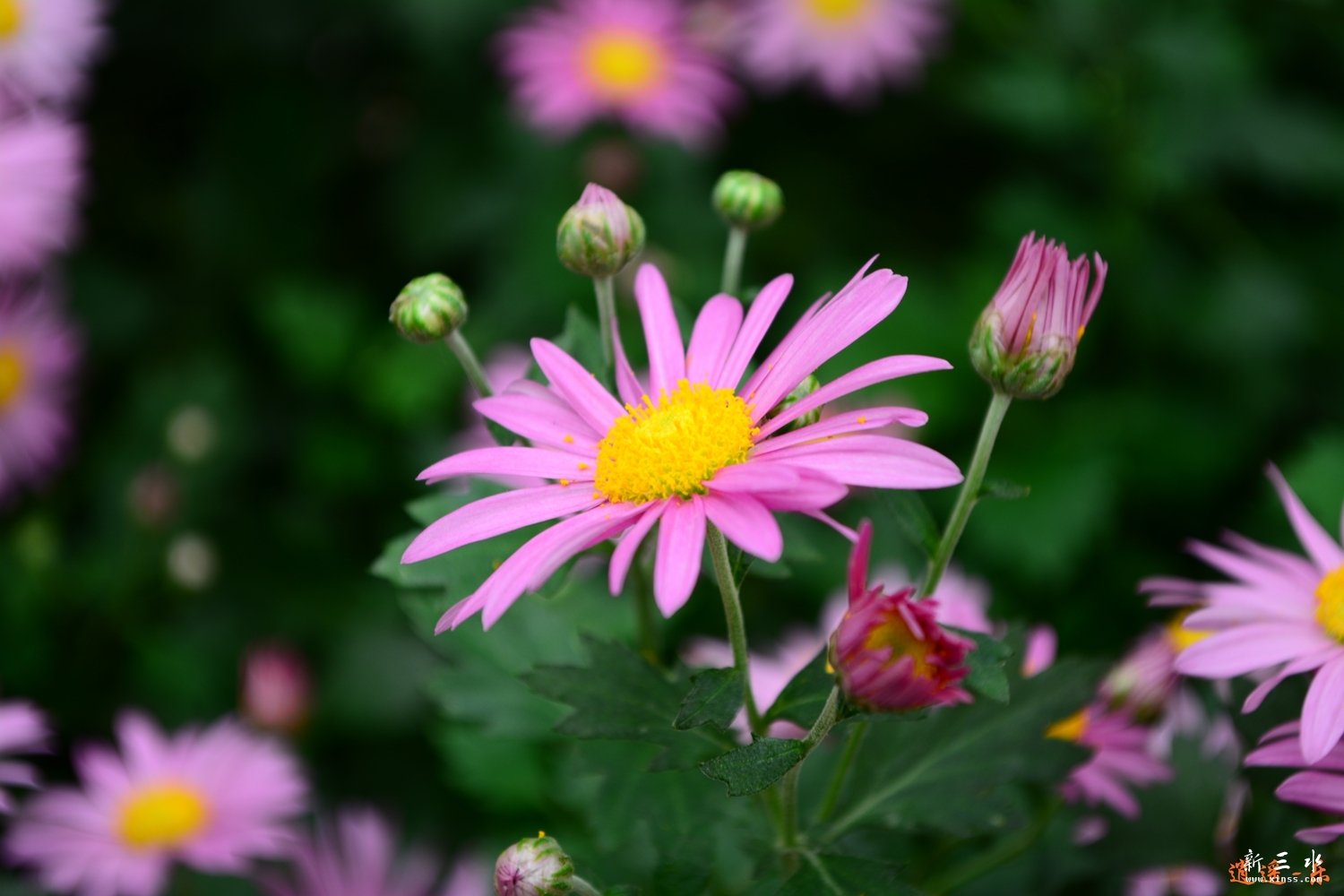 DSC_0014.jpg