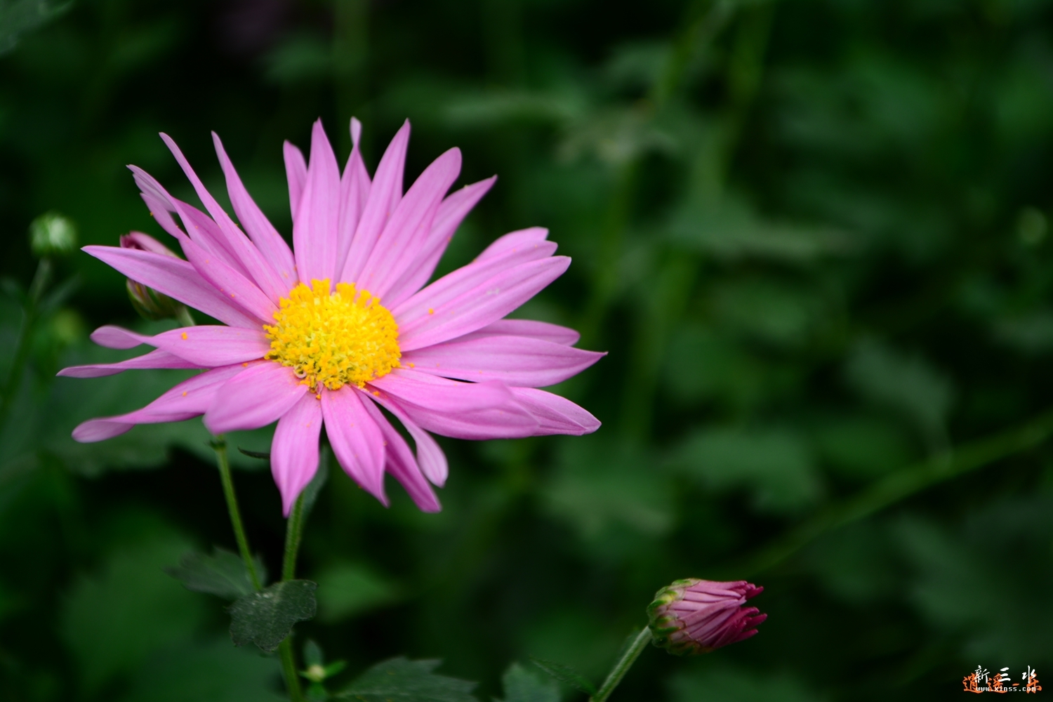 DSC_0015.jpg