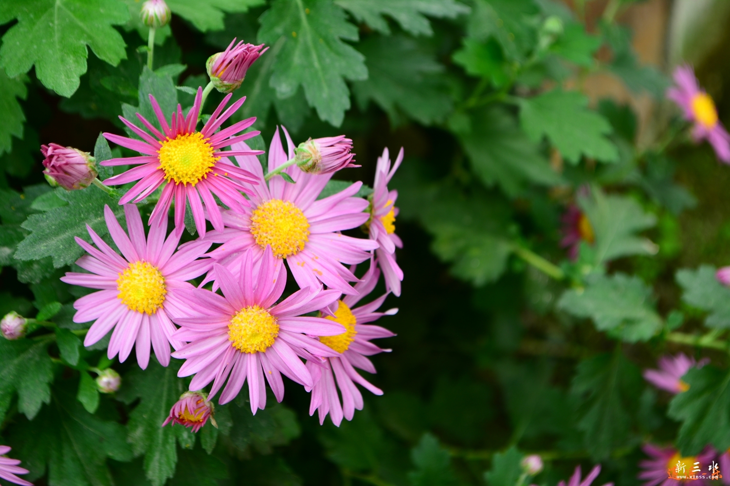 DSC_0017.jpg
