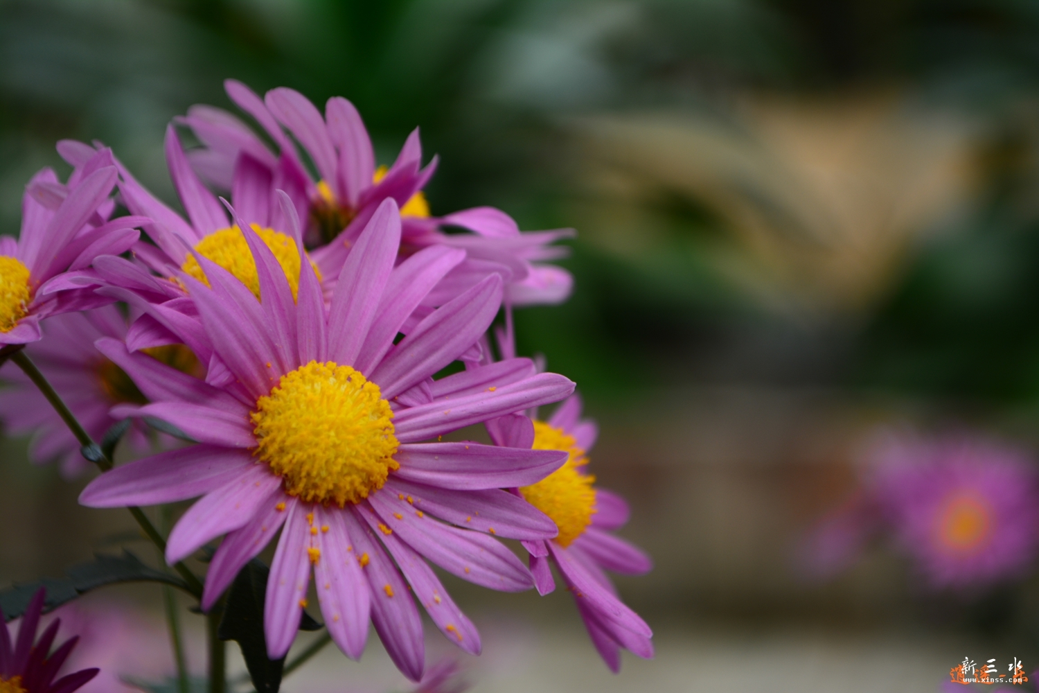 DSC_0018.jpg
