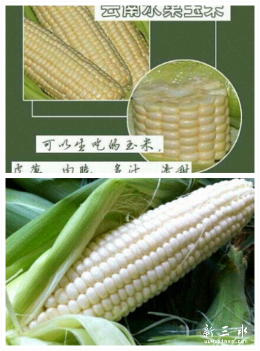 水果玉米.png