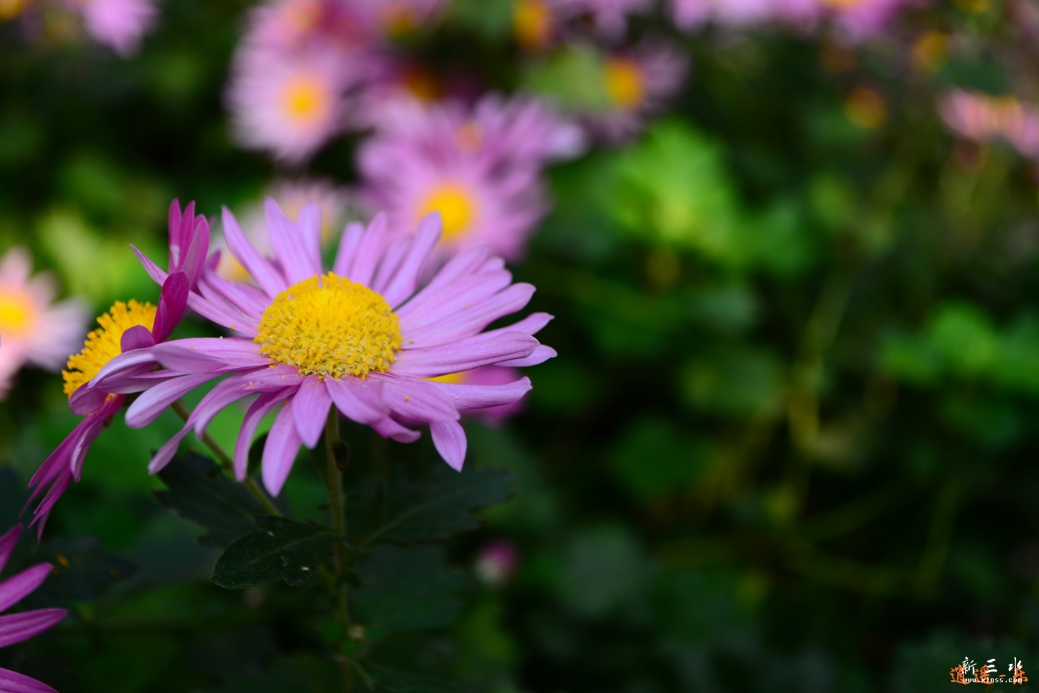 DSC_0010.jpg