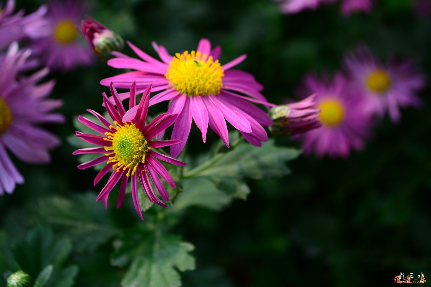 DSC_0013.jpg
