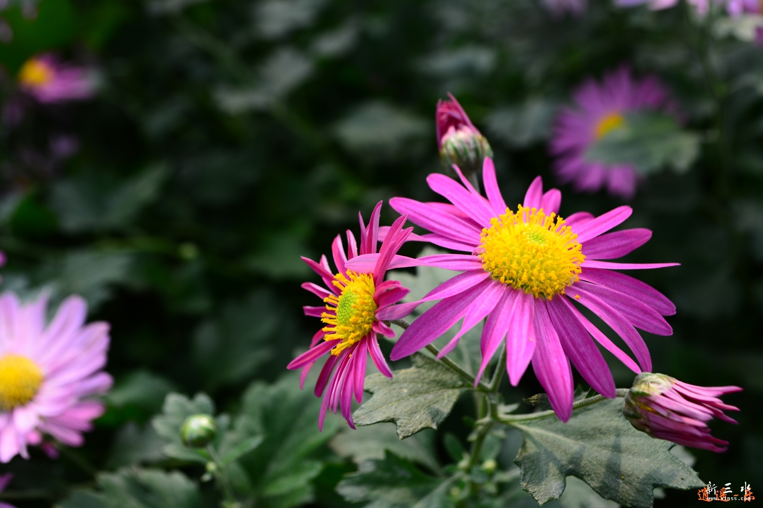 DSC_0015.jpg